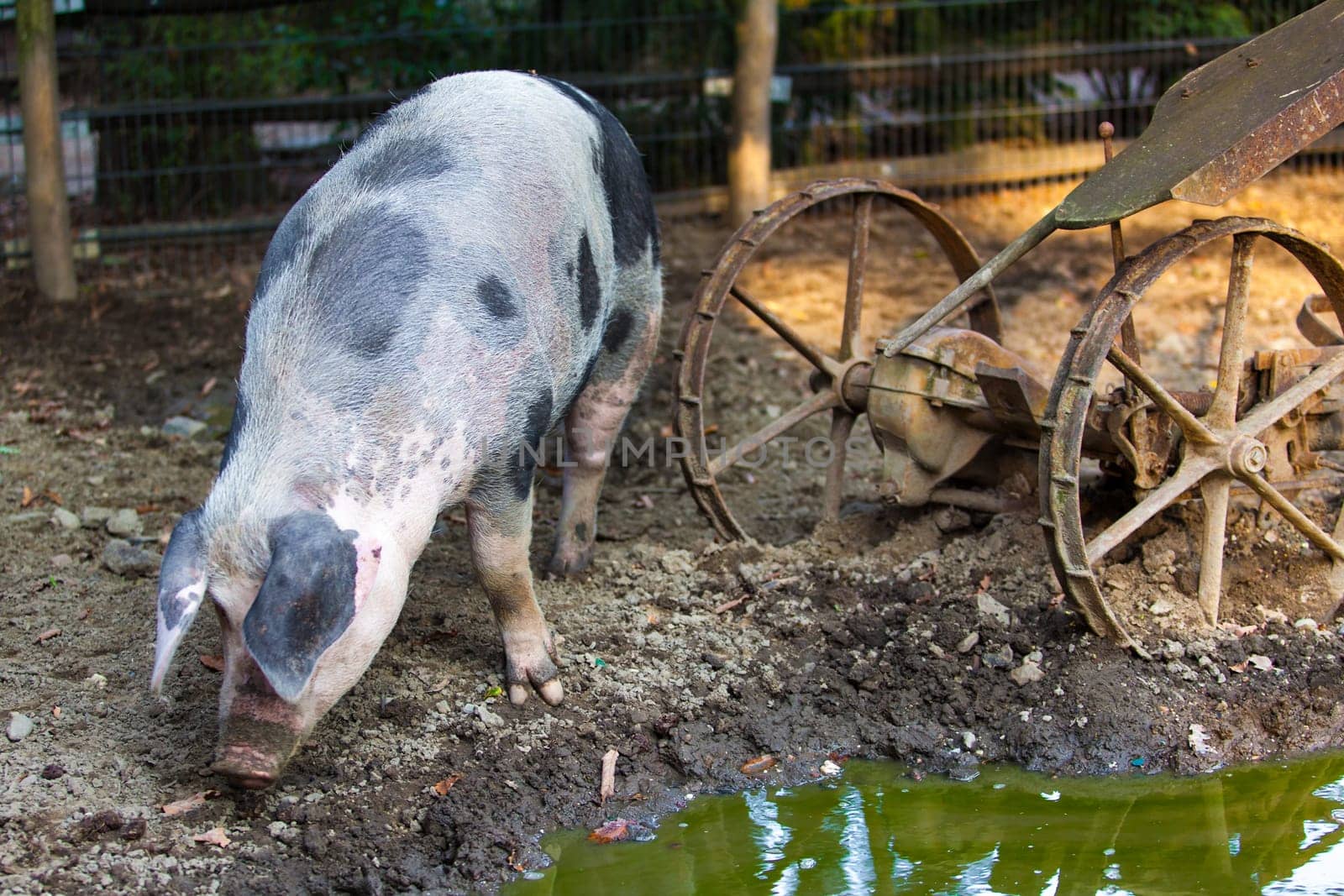 Pig on a farm