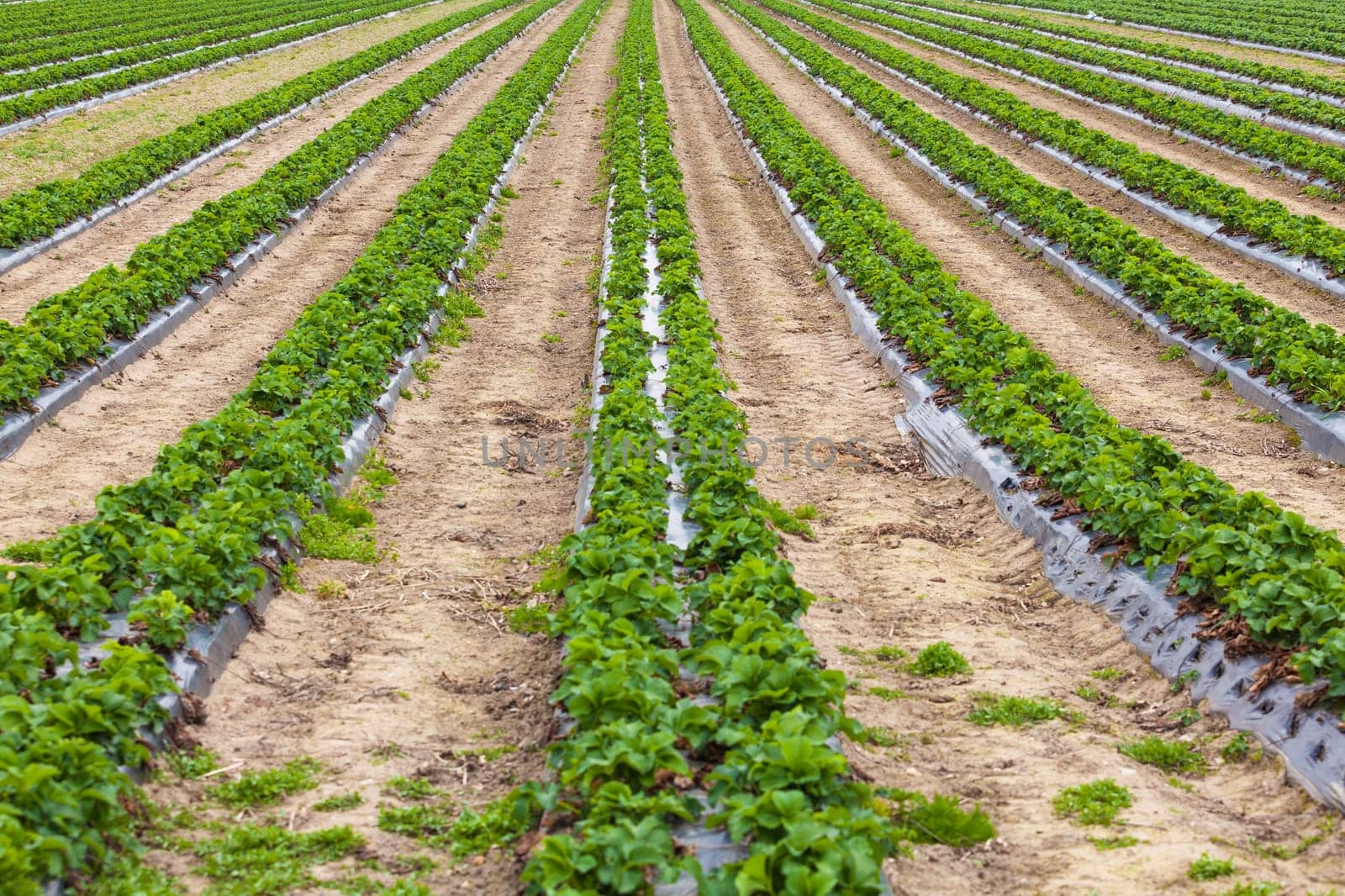 strawberry field