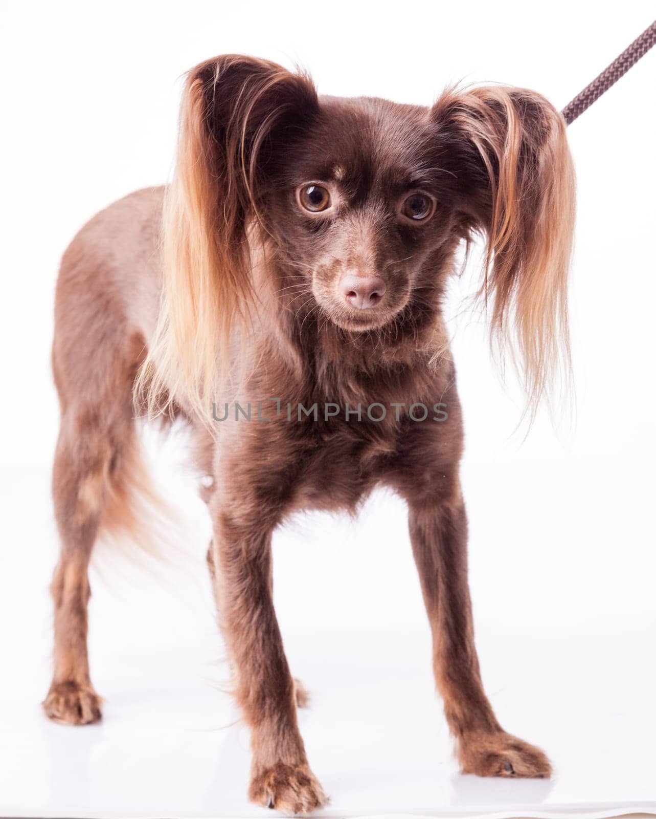 cute Russian toy terrier  on a white background
