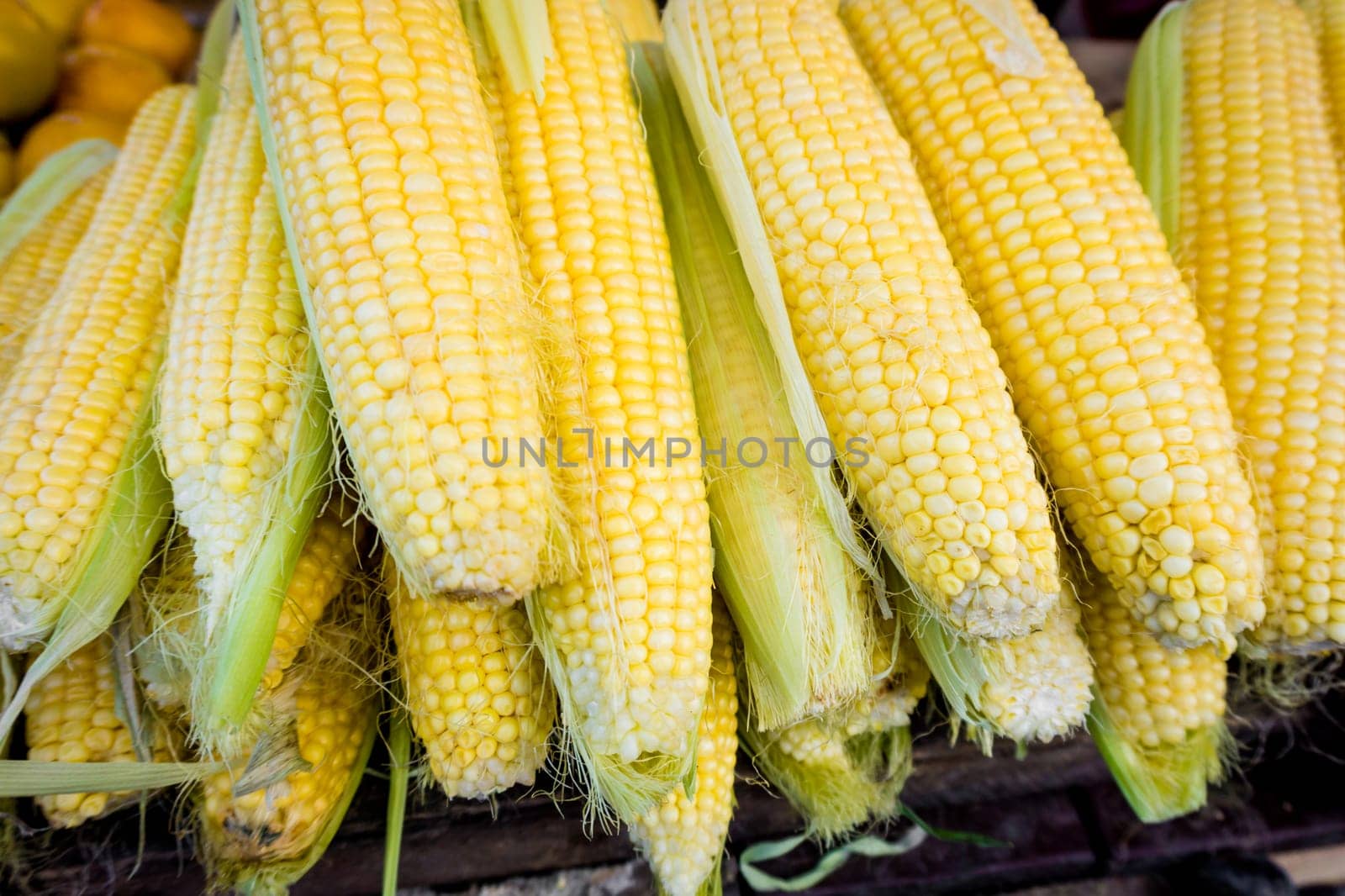 fresh corn. Corn for sale at farmers market