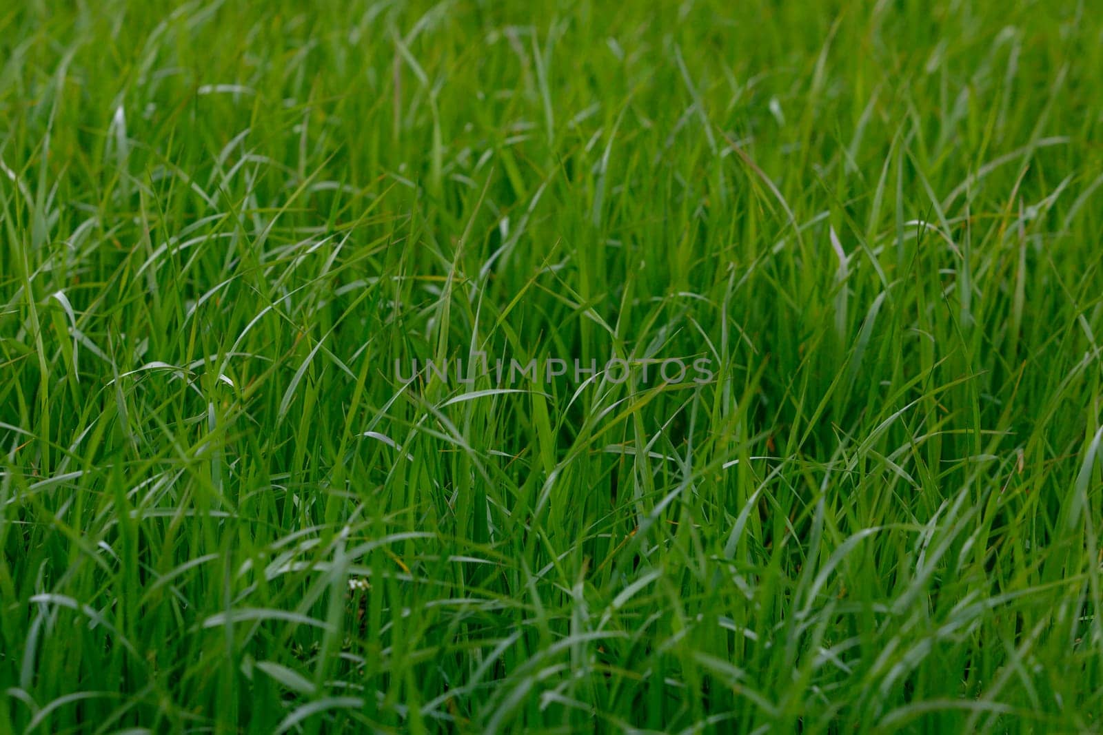 Background of a green grass. Green grass texture