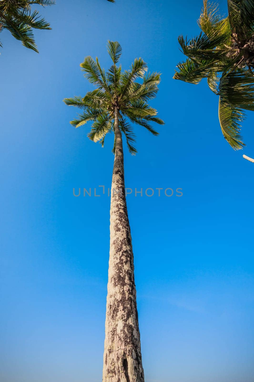 nice palm trees in the blue  sky.  Coconut palm trees.  palm tree perspective view from floor high up