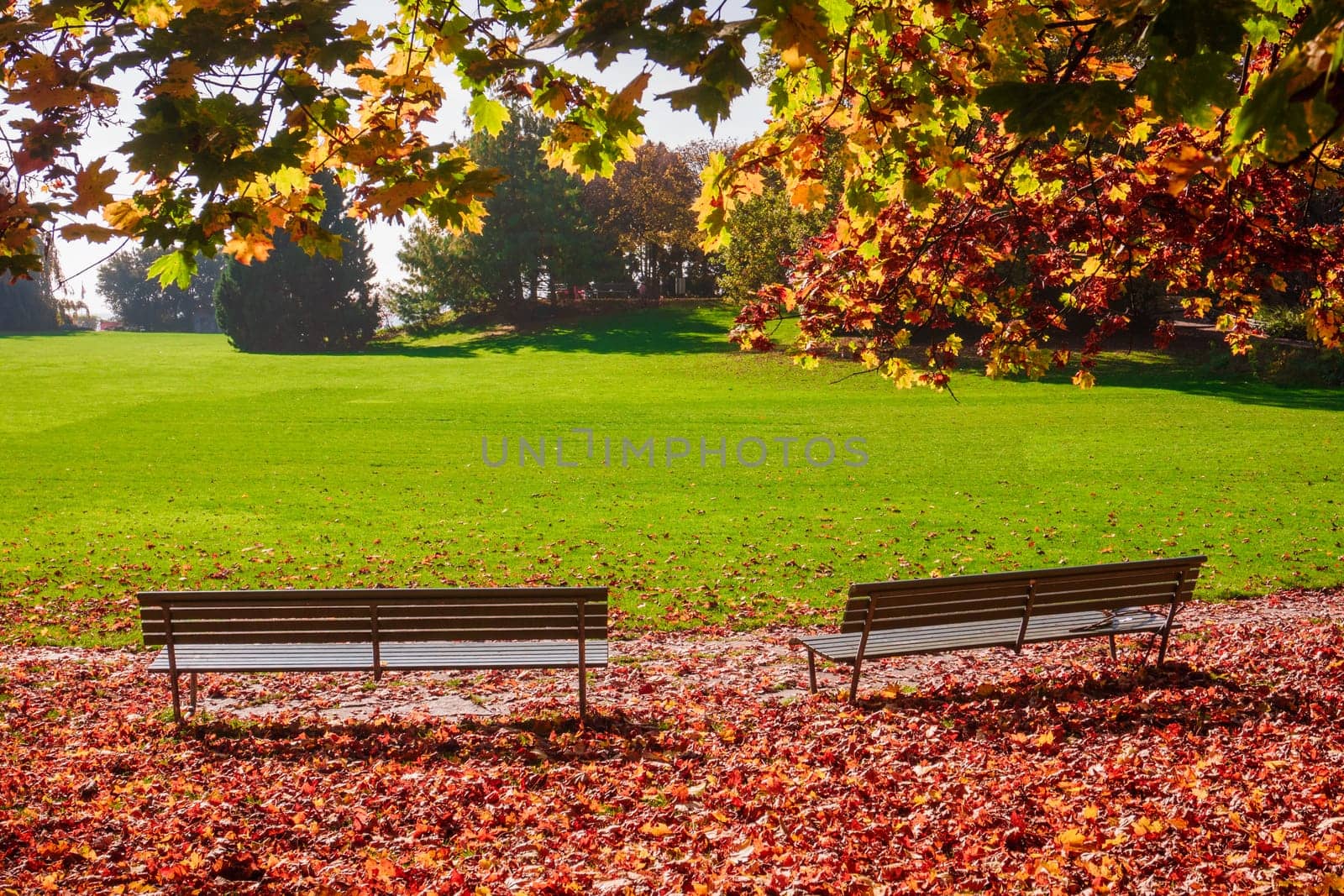 beautiful autumn  in city park. Autumn scene