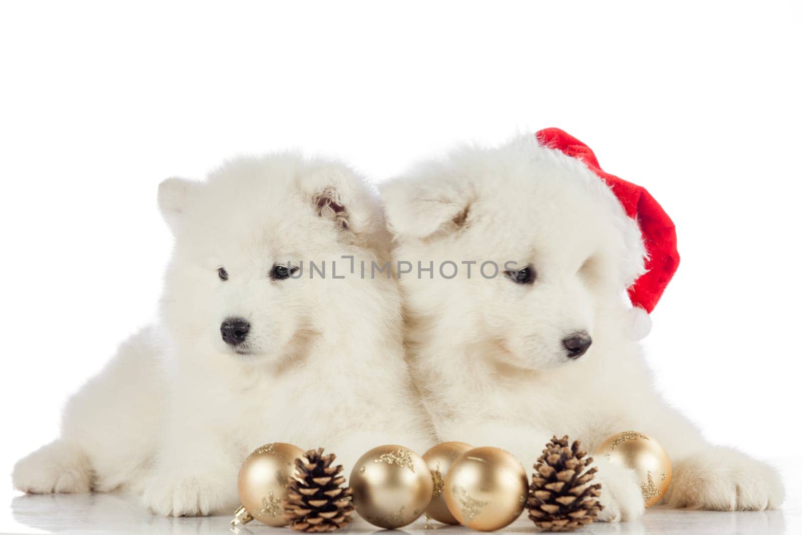 puppies portrait.  new year concept, christmas concept