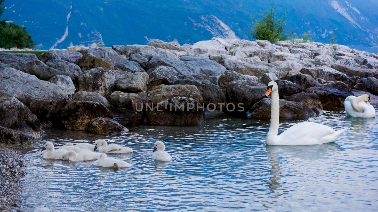 Swans on the lake. Swans with nestlings. Swan with chicks. Mute swan family.