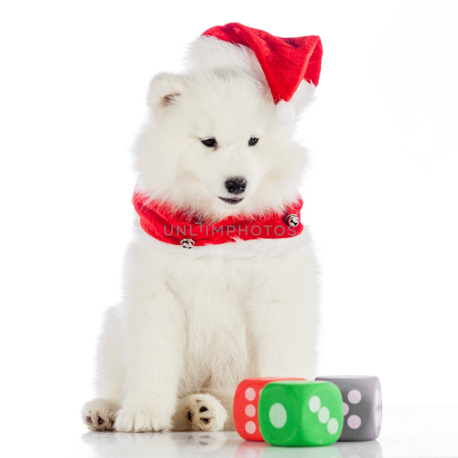 Samoyed puppy dog isolated on white background
