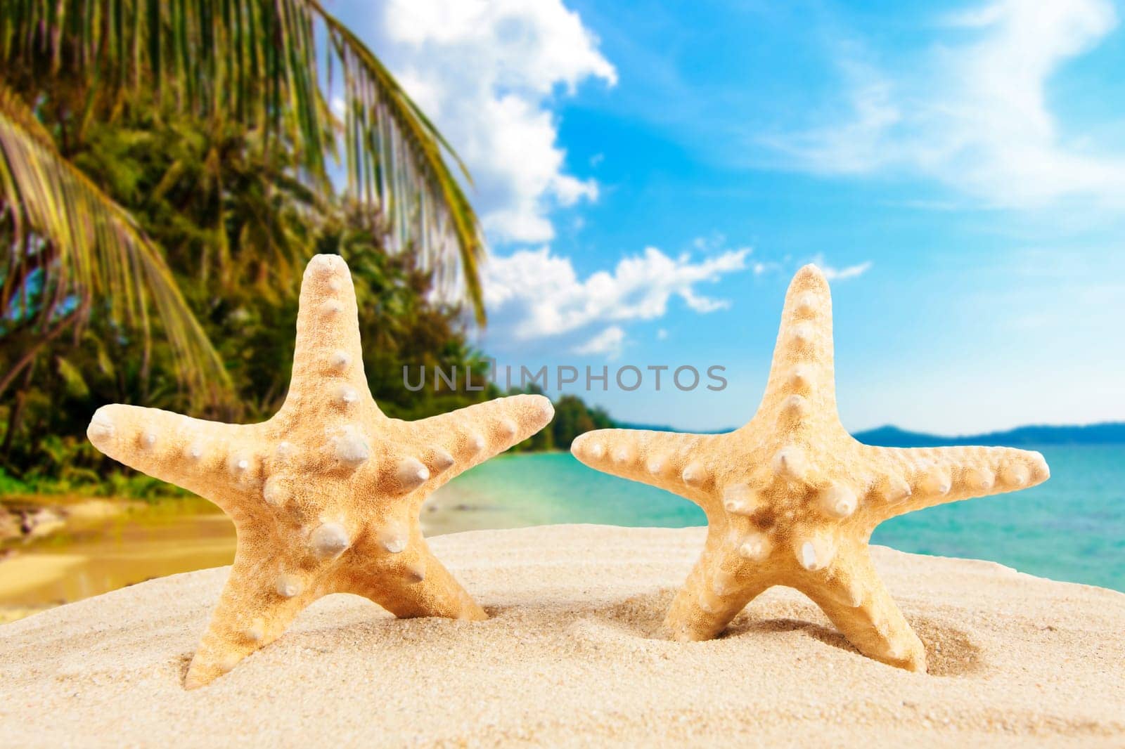 Summer concept.  starfish on a beach
