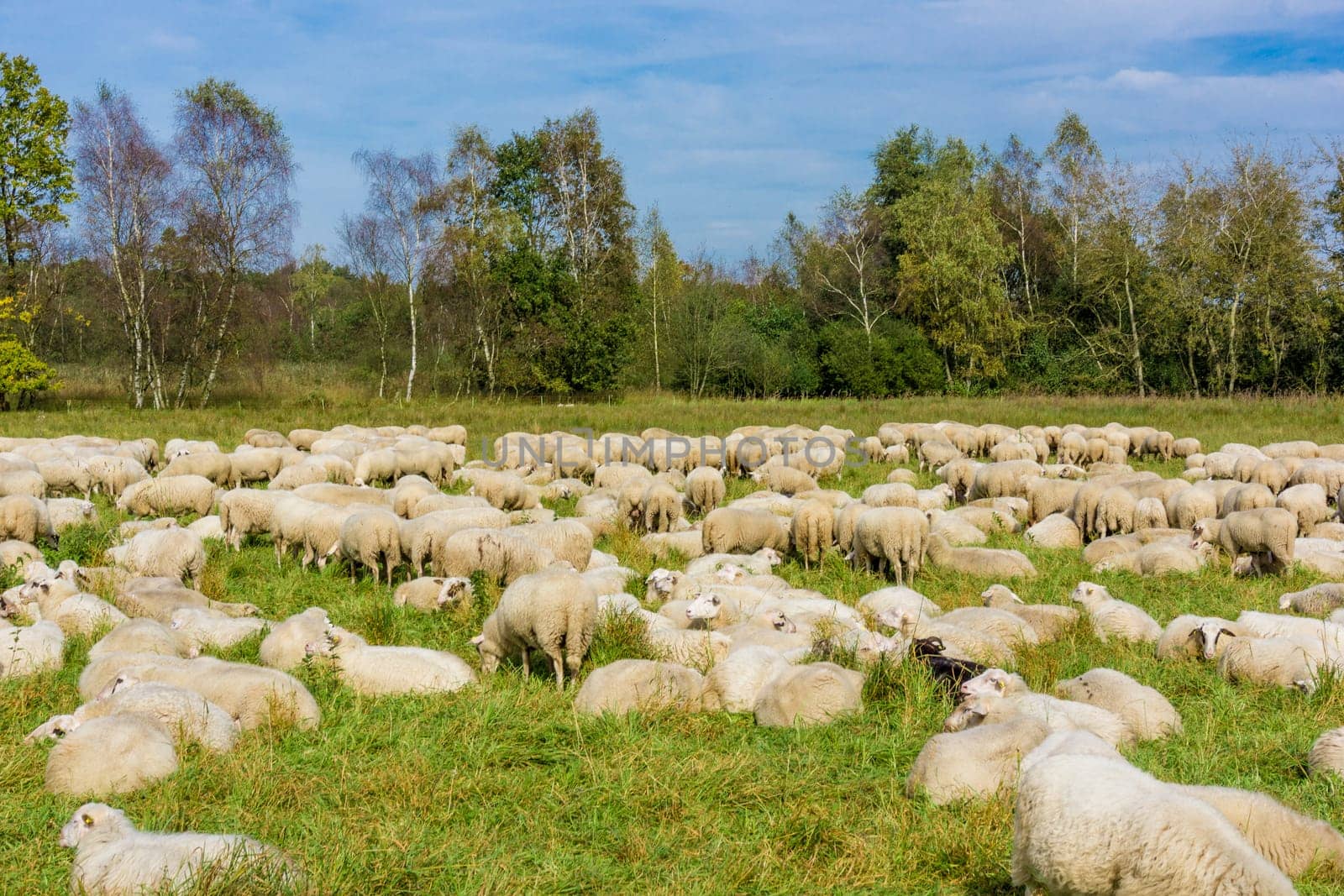 Flock of sheep grazing.  sheep in meadow.