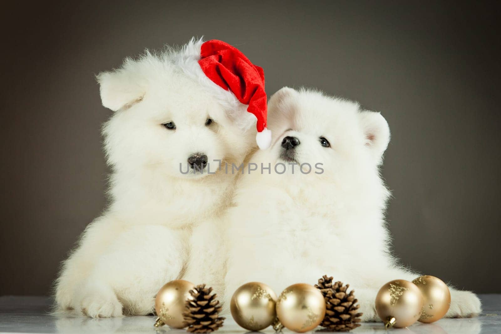 puppies portrait.  new year concept, christmas concept