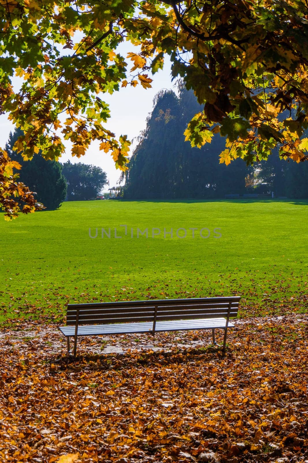 Bench in autumn park. City park in autumn