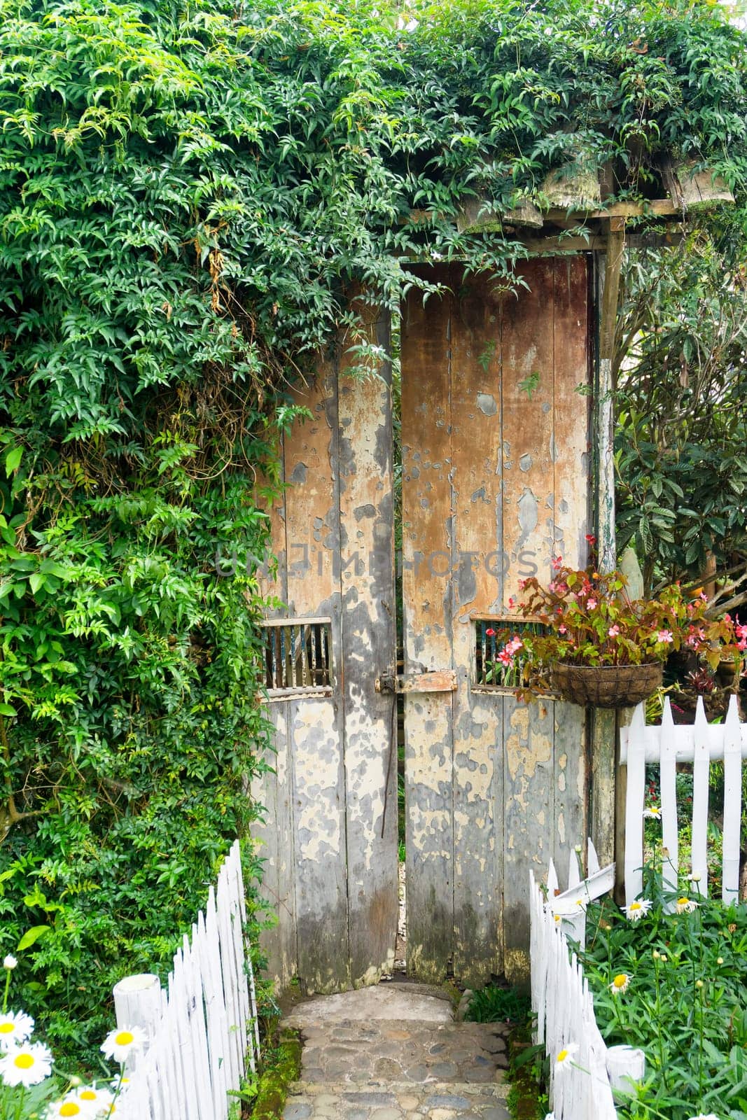 Old rustic door covered in foliage in a garden in Salento, Colombia
