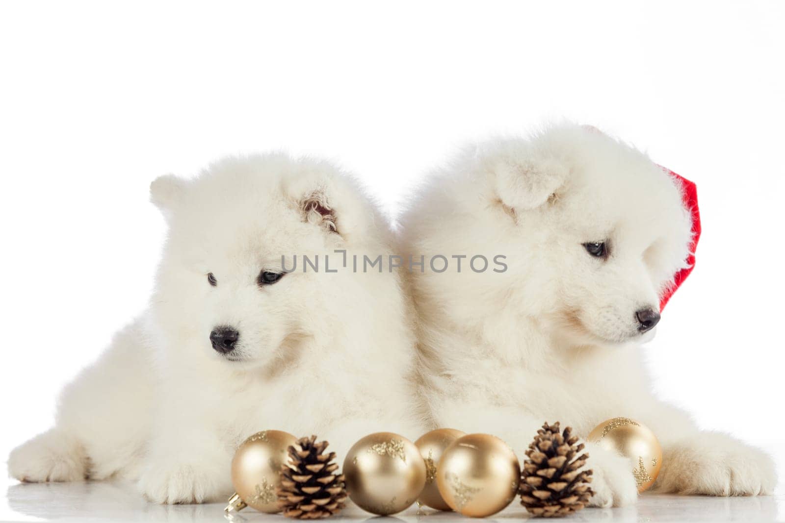 puppies portrait.  new year concept, christmas concept