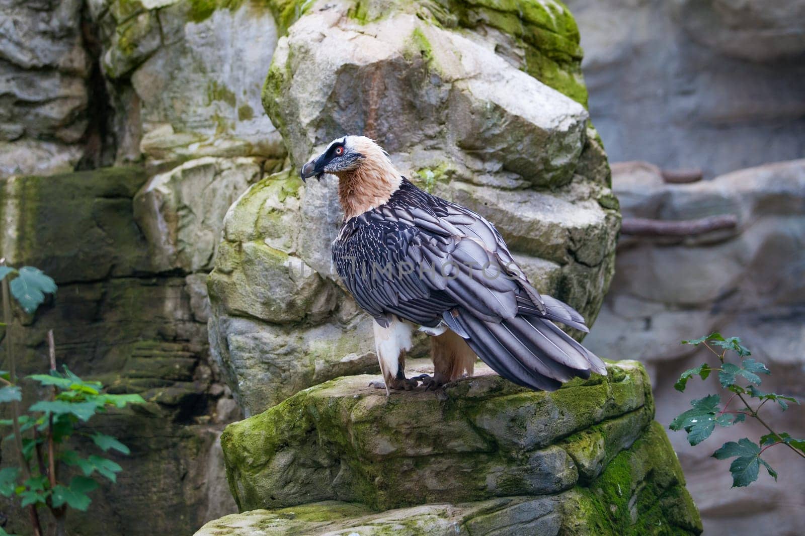 Bearded vulture (Gypaetus barbatus) .  Lammergeier or Bearded Vulture