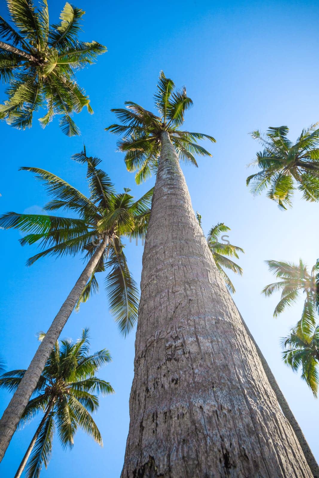 nice palm trees in the blue  sky.  Coconut palm trees.  palm tree perspective view from floor high up