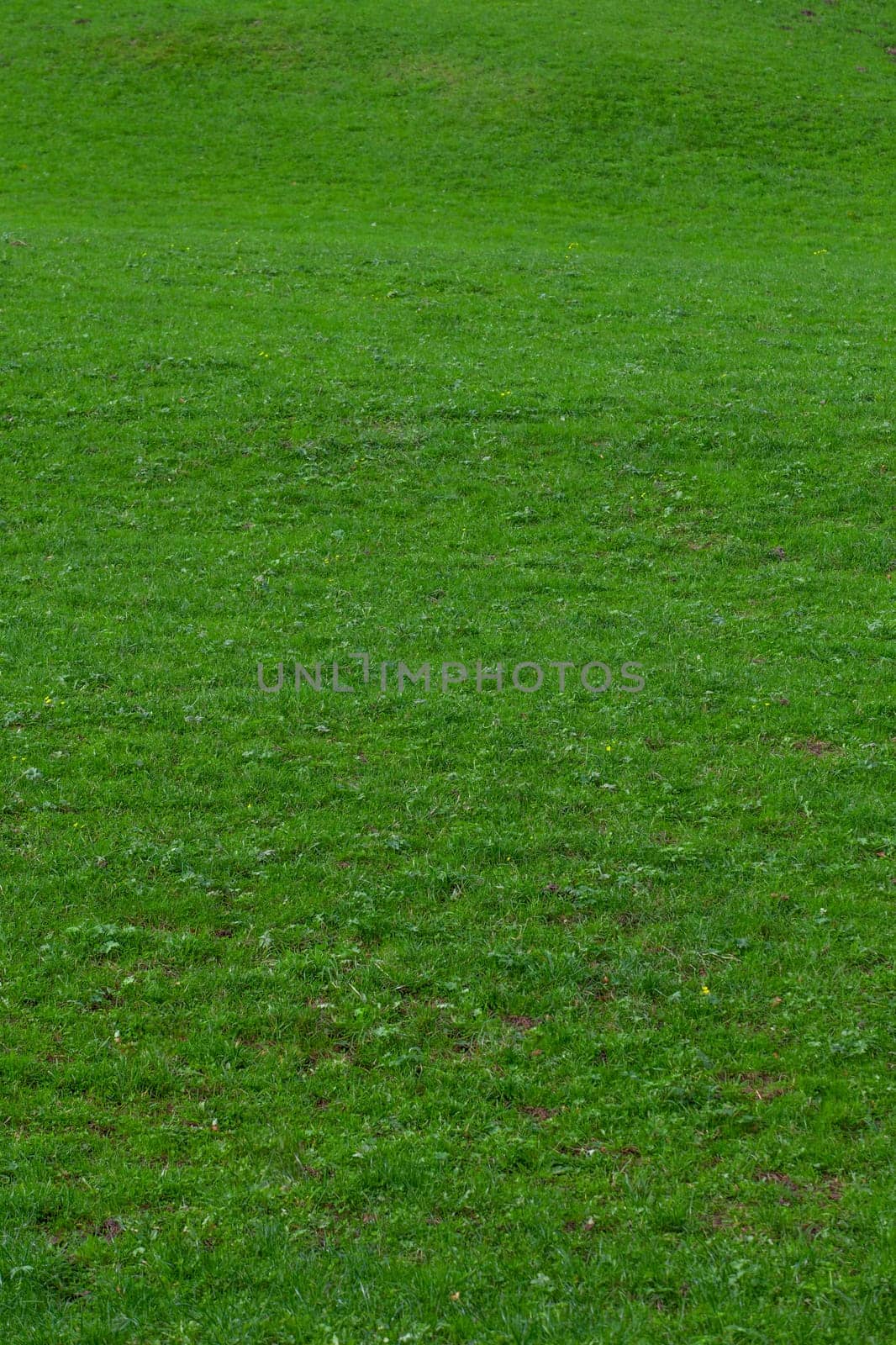 green grass.  Background of a green grass
