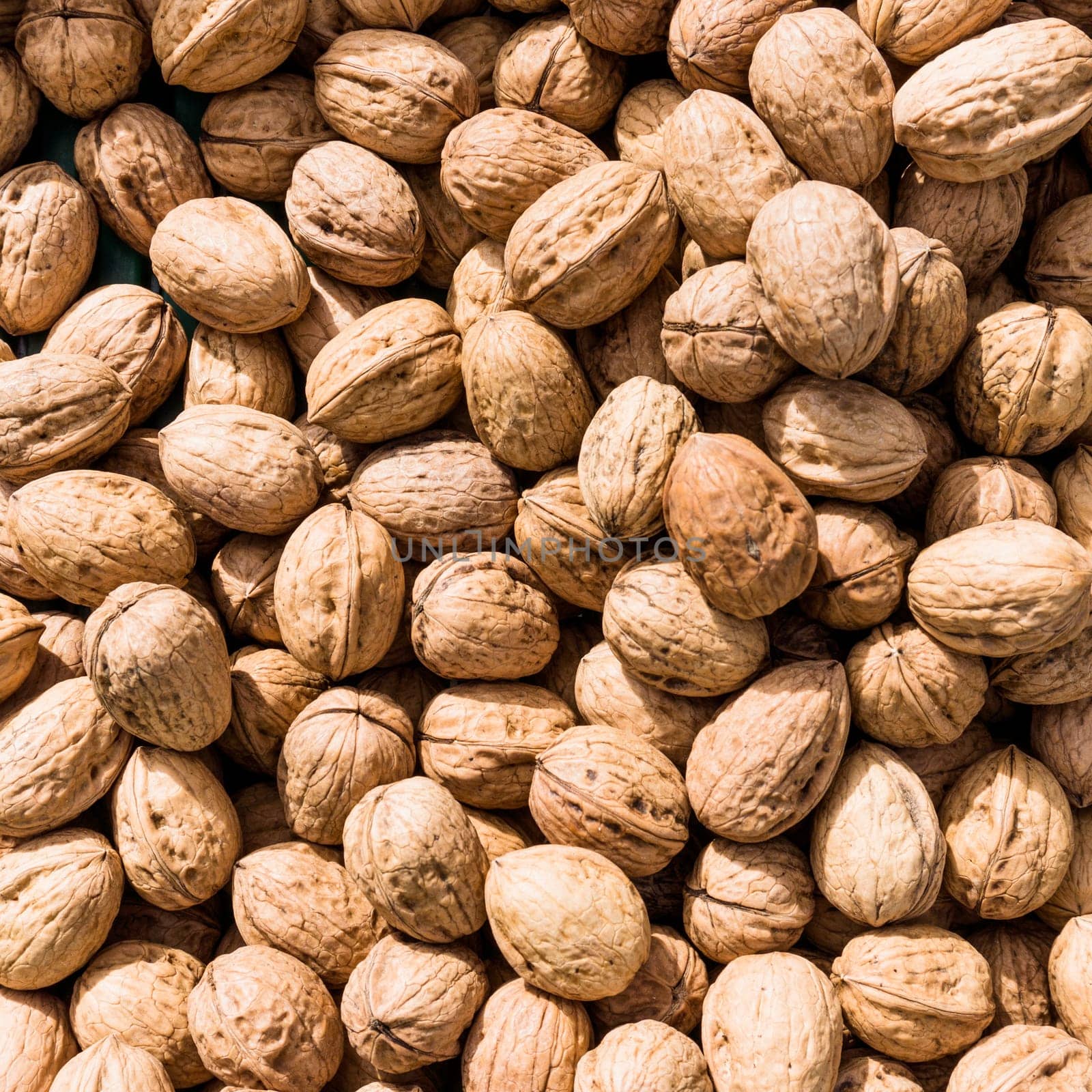 Walnut background. walnut as a texture