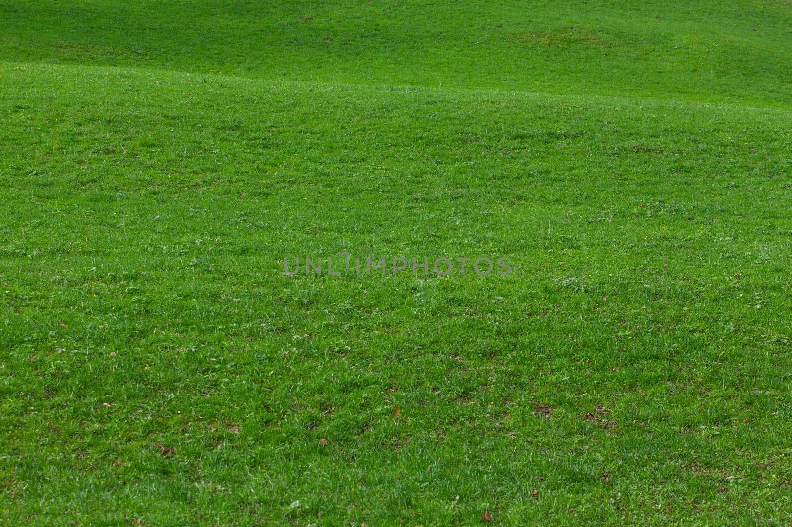 green grass.  Background of a green grass