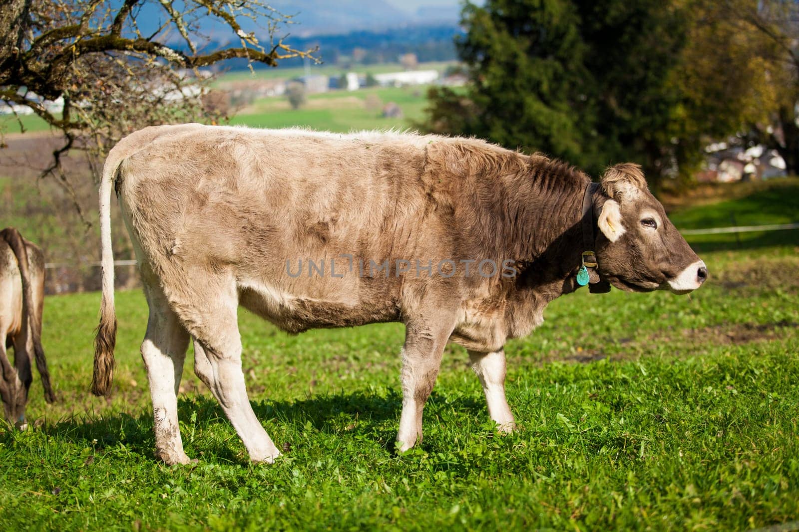 cow on a green summer meadow. Cows on a green field. Swiss cow