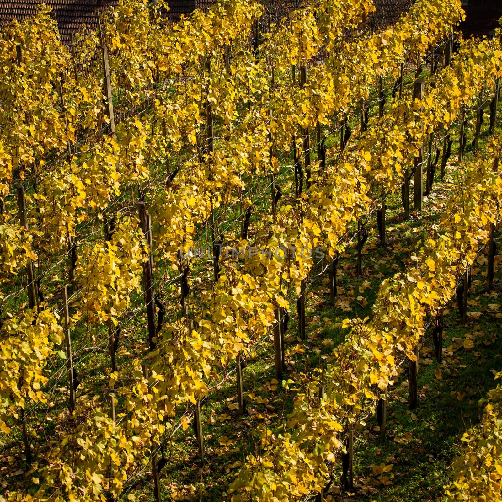 Vineyard on autumn season. Grape field