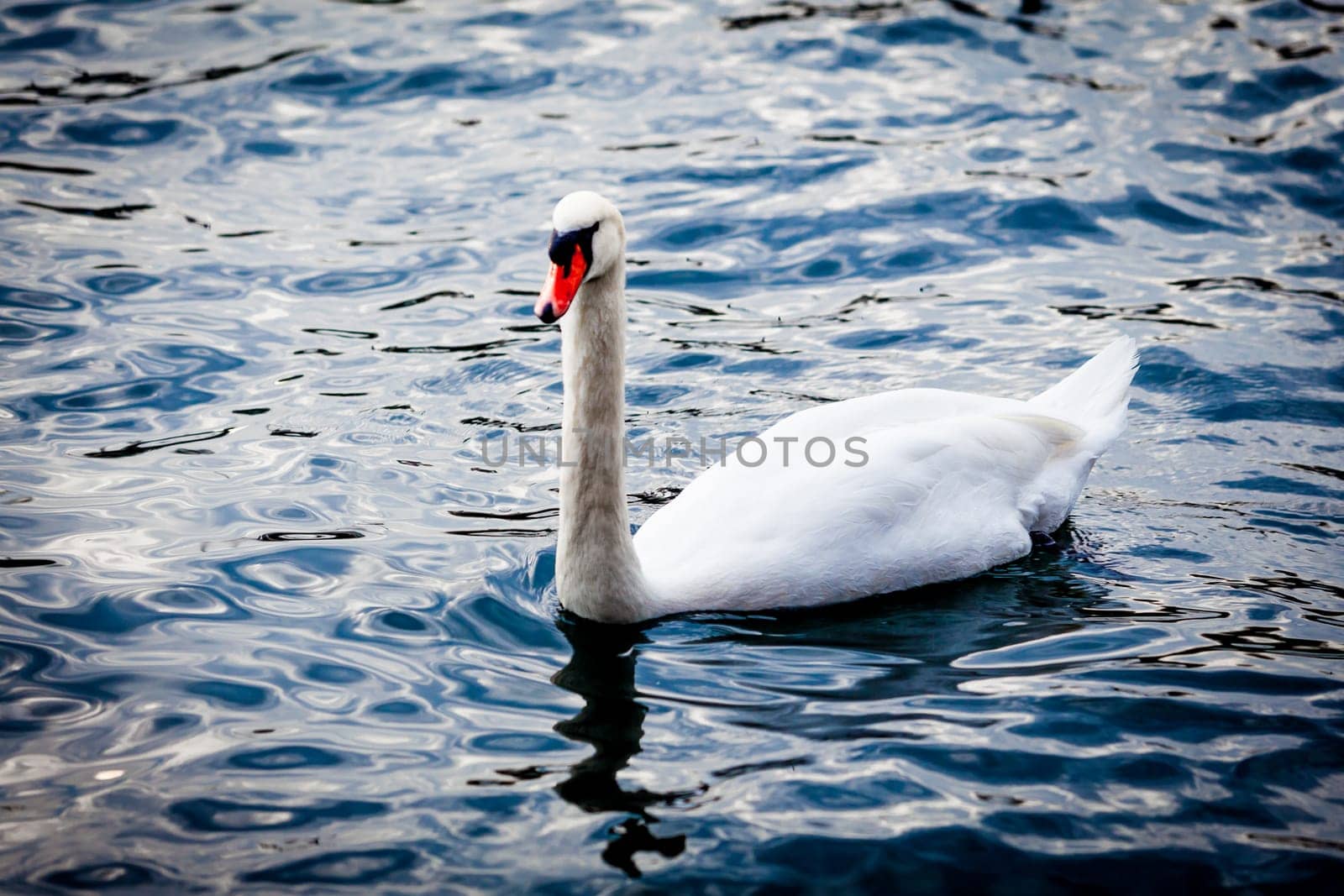 White Swan on the Lake.  Swan on water. Mute swan