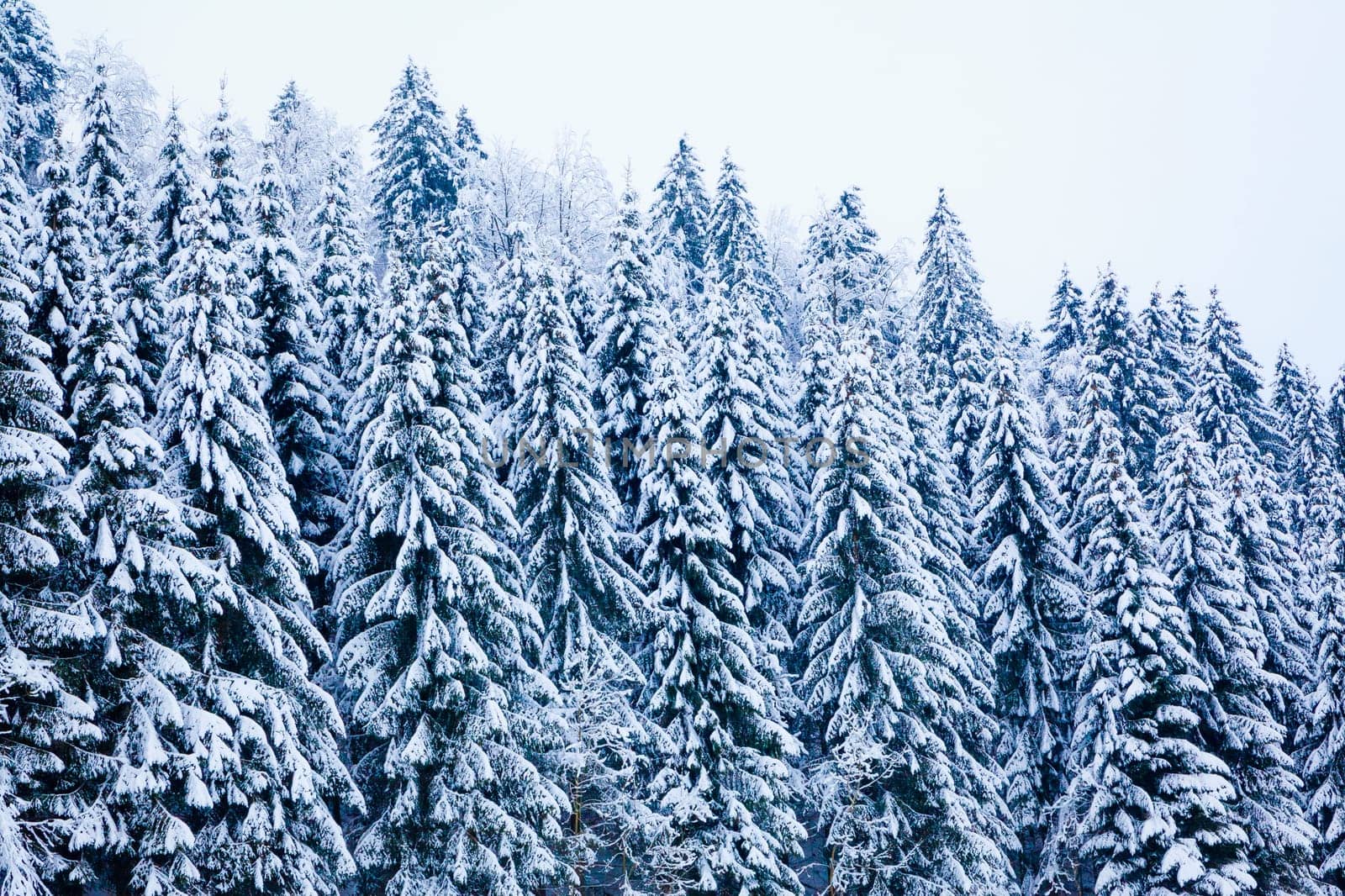 winter snow covered tree . Winter beautiful landscape. winter background