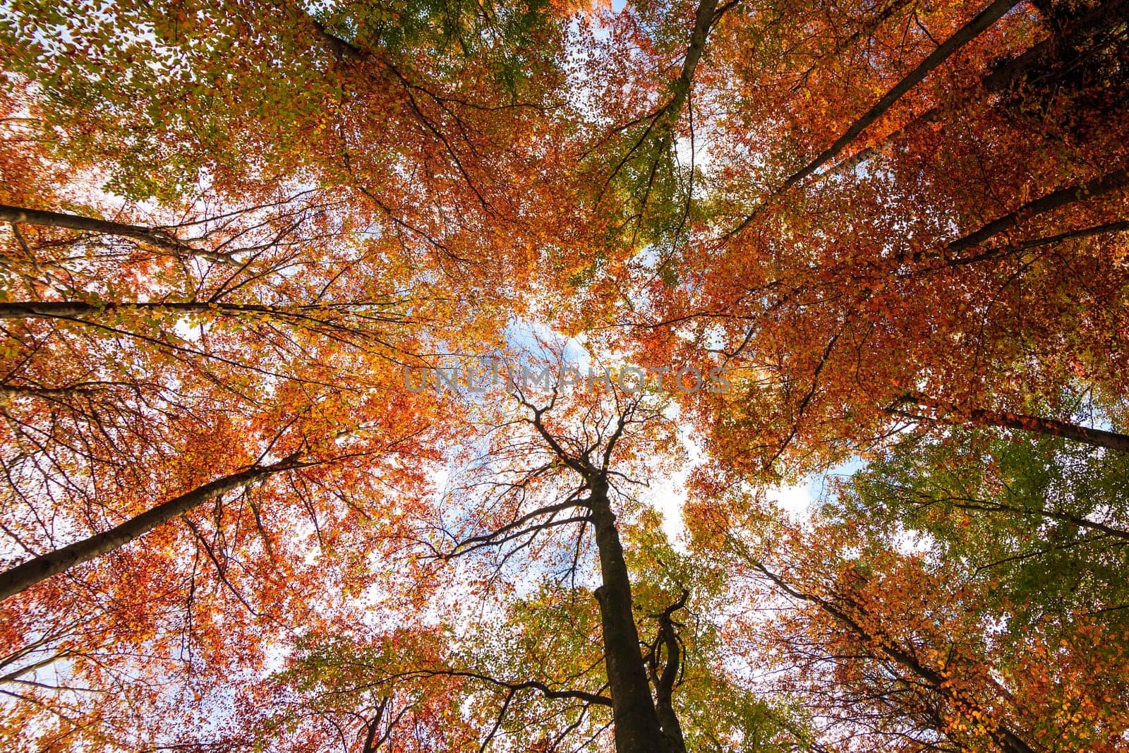 Autumn Trees Leaves.  Autumn landscape