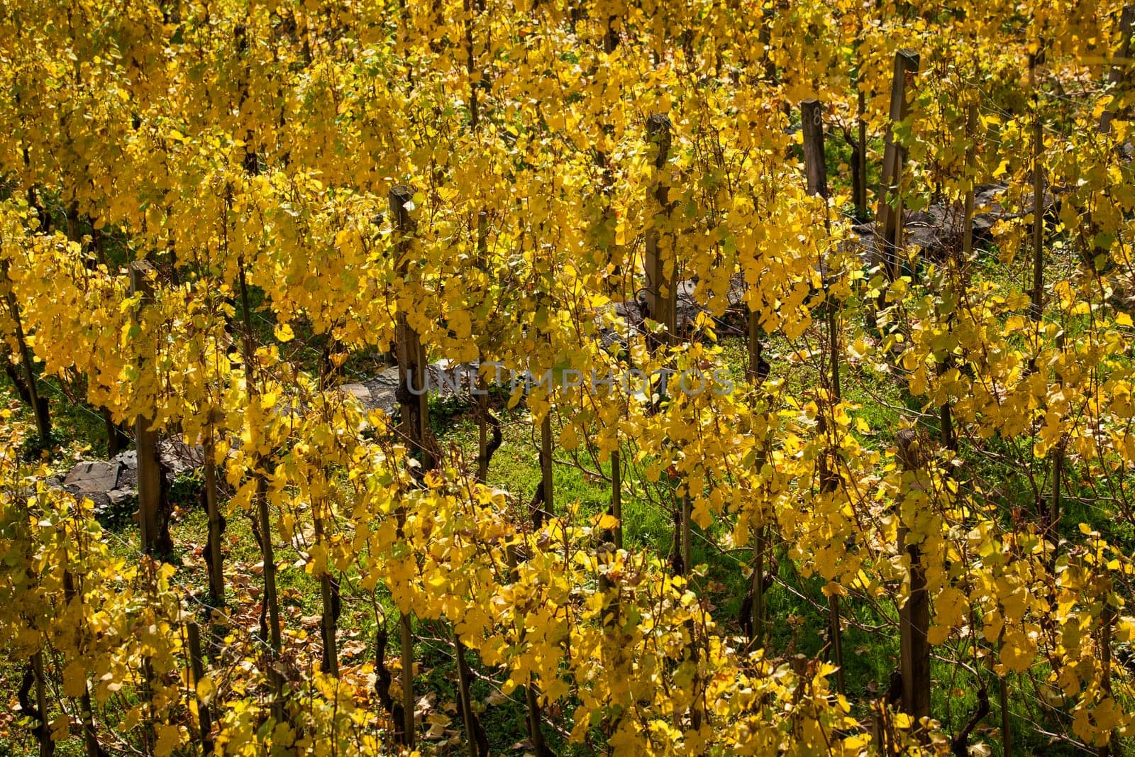 Vineyard on autumn season. Grape field