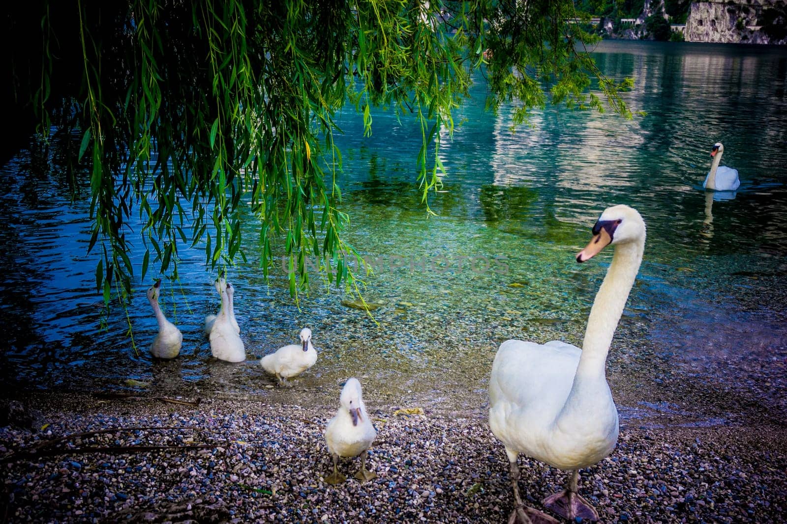 Mute Swan. Beautiful young swans in lake