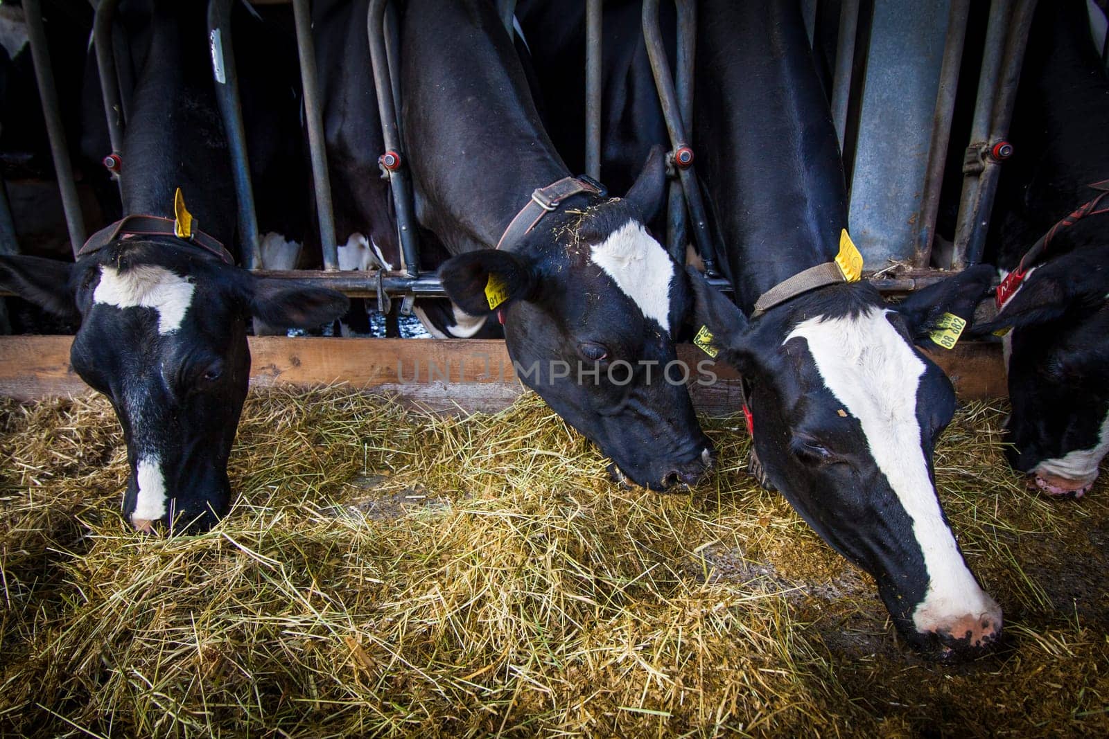 cows in a farm.  Dairy cows .