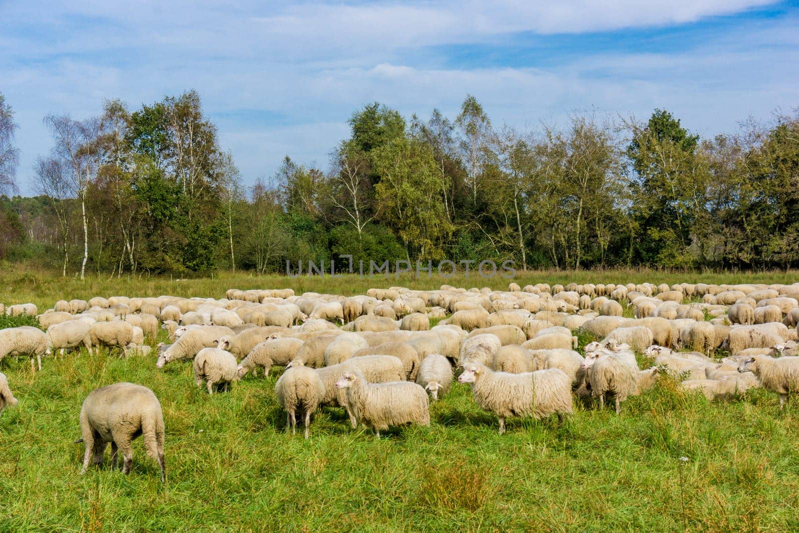 Flock of sheep grazing.  sheep in meadow.