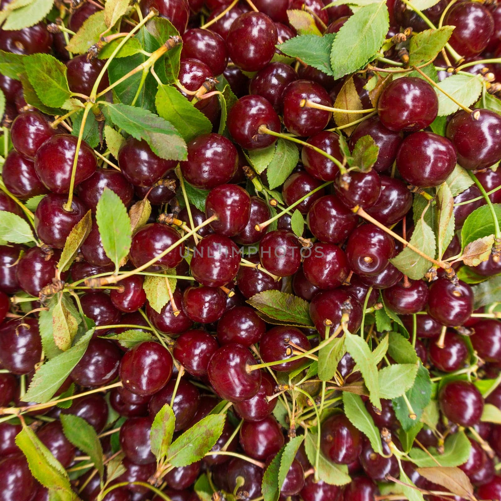 Background of ripe cherries.  Cherry selection
