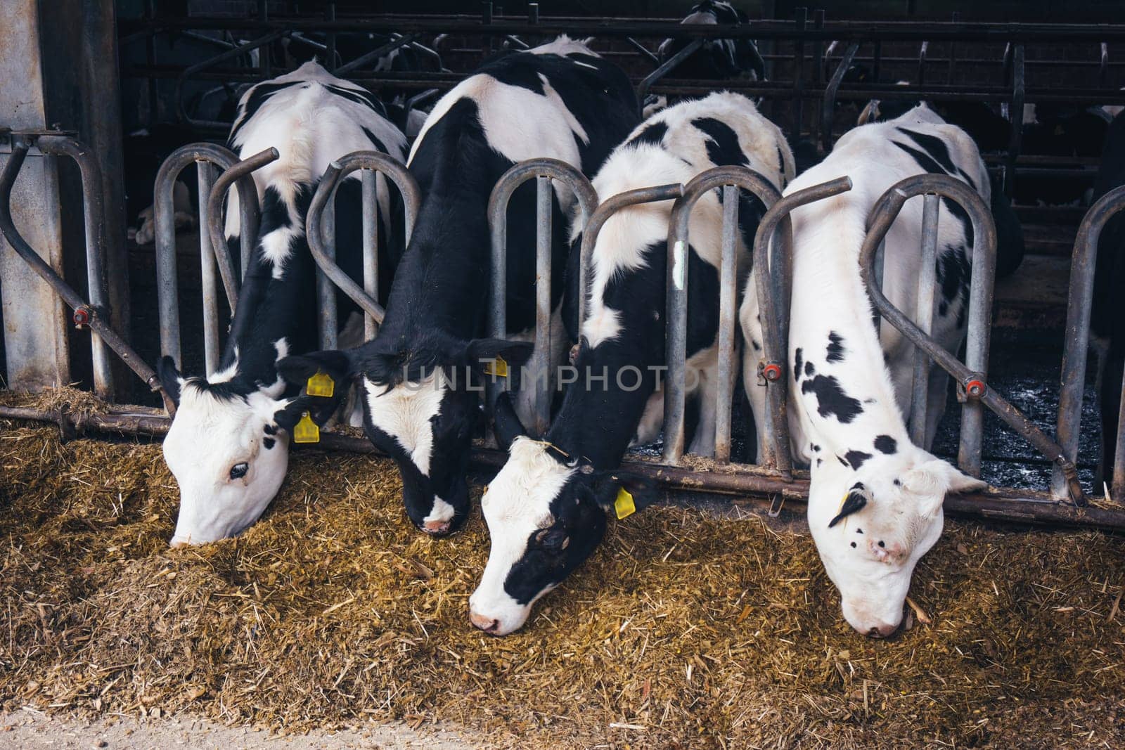 cows in a farm.  Dairy cows .