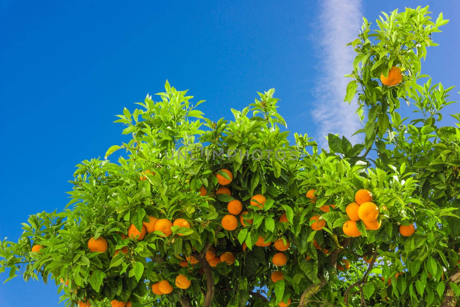 Orange tree. oranges hanging on branch, orange orchard