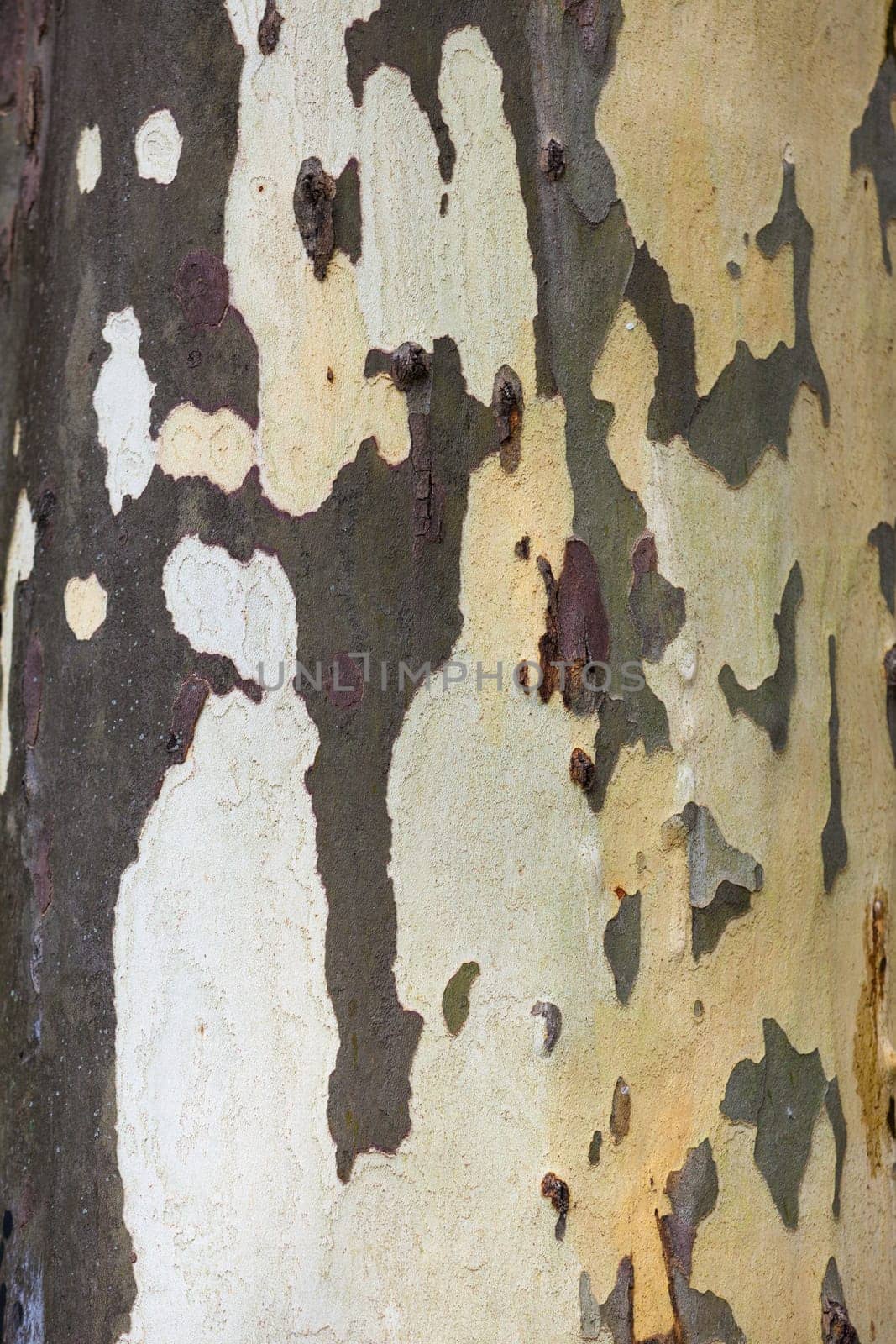 Wooden texture. Platan tree