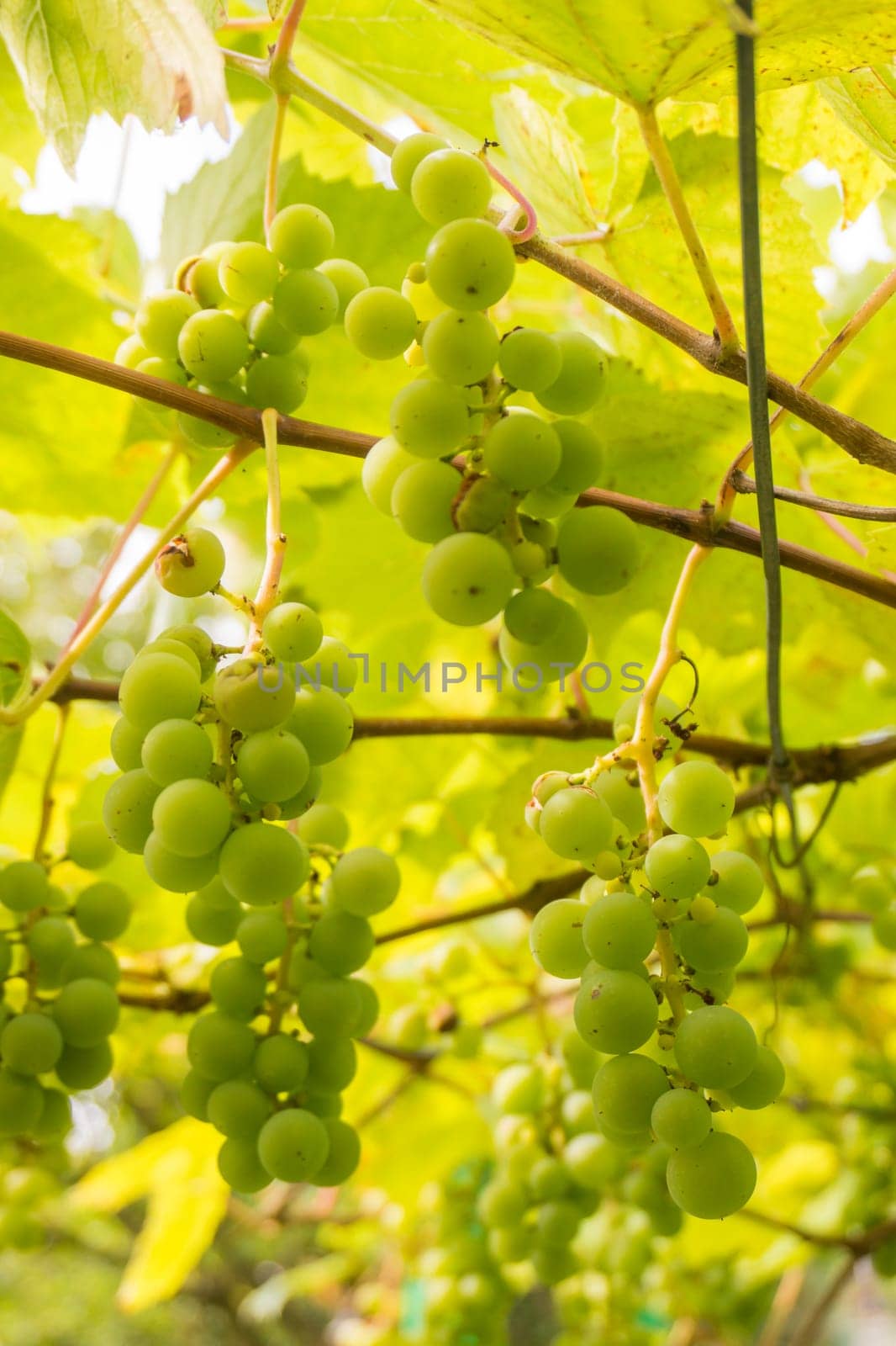 Ripe Bunche of White Wine Grapes.  Grape. Grape harvest. Grape pattern. Grape background. Green grape. White grapes