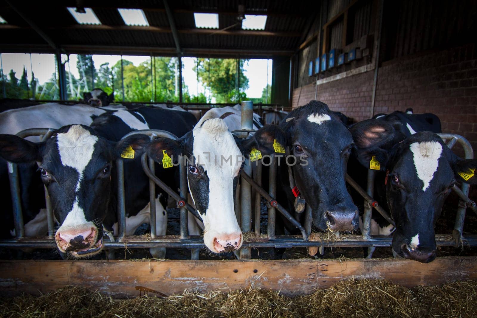 cows in a farm.  Dairy cows .