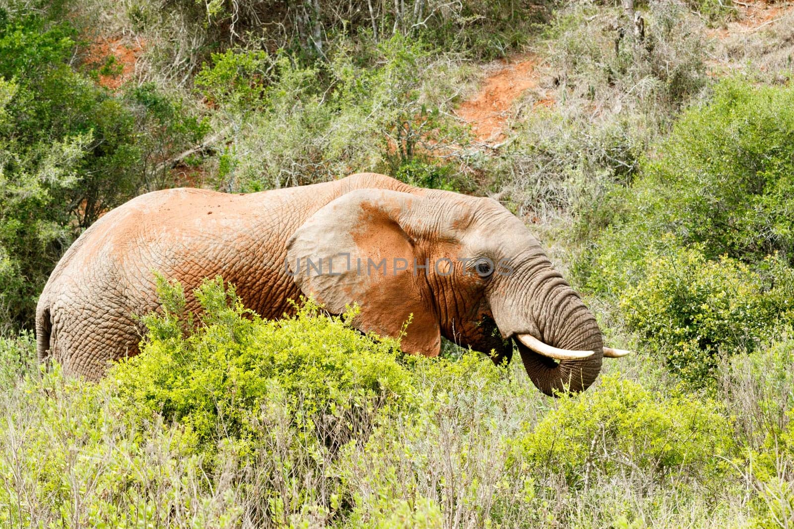 Bush Elephant standing and eating grass in the field.