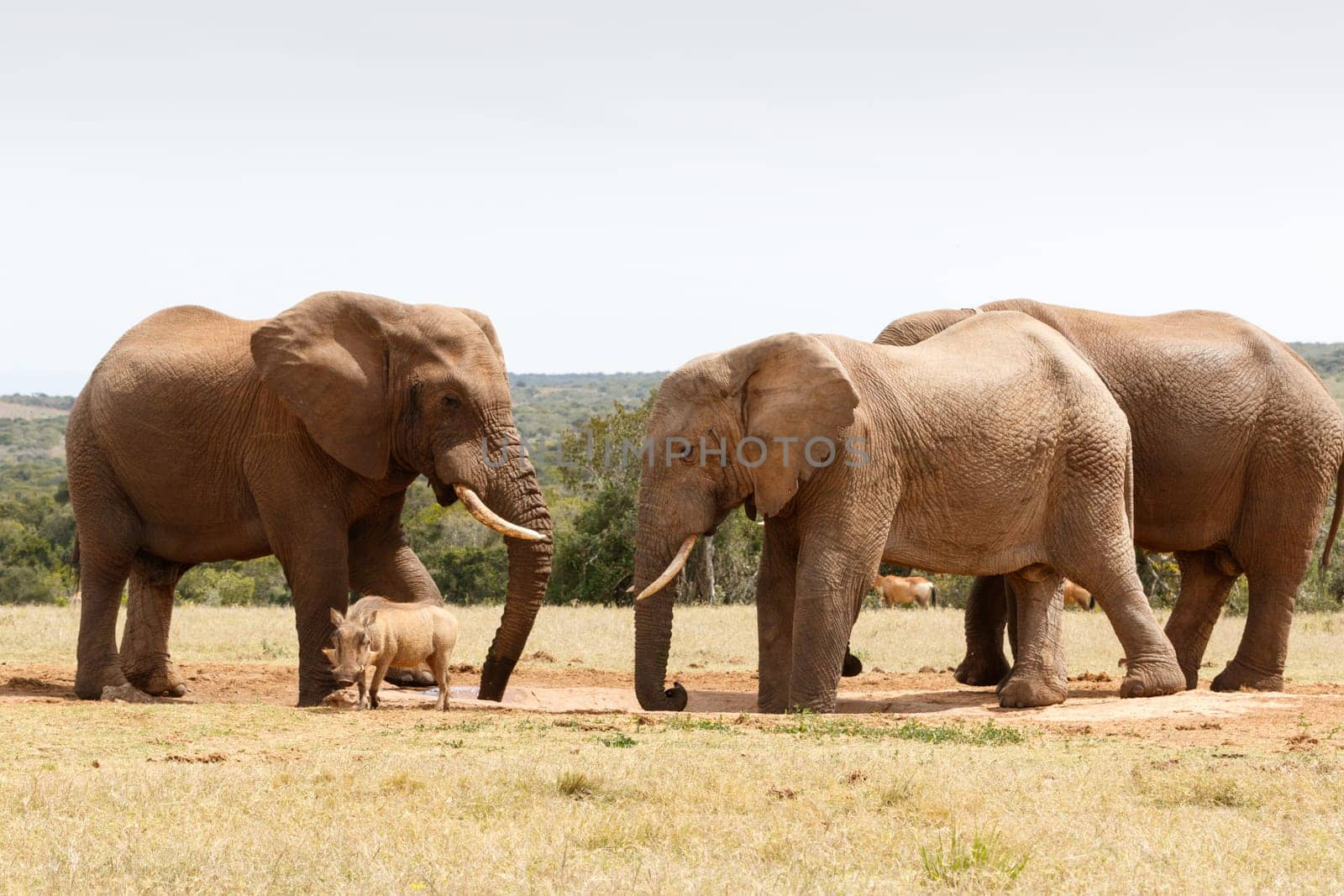 Warthog walking away, having no chance against the Bush Elephants at the watering hole.