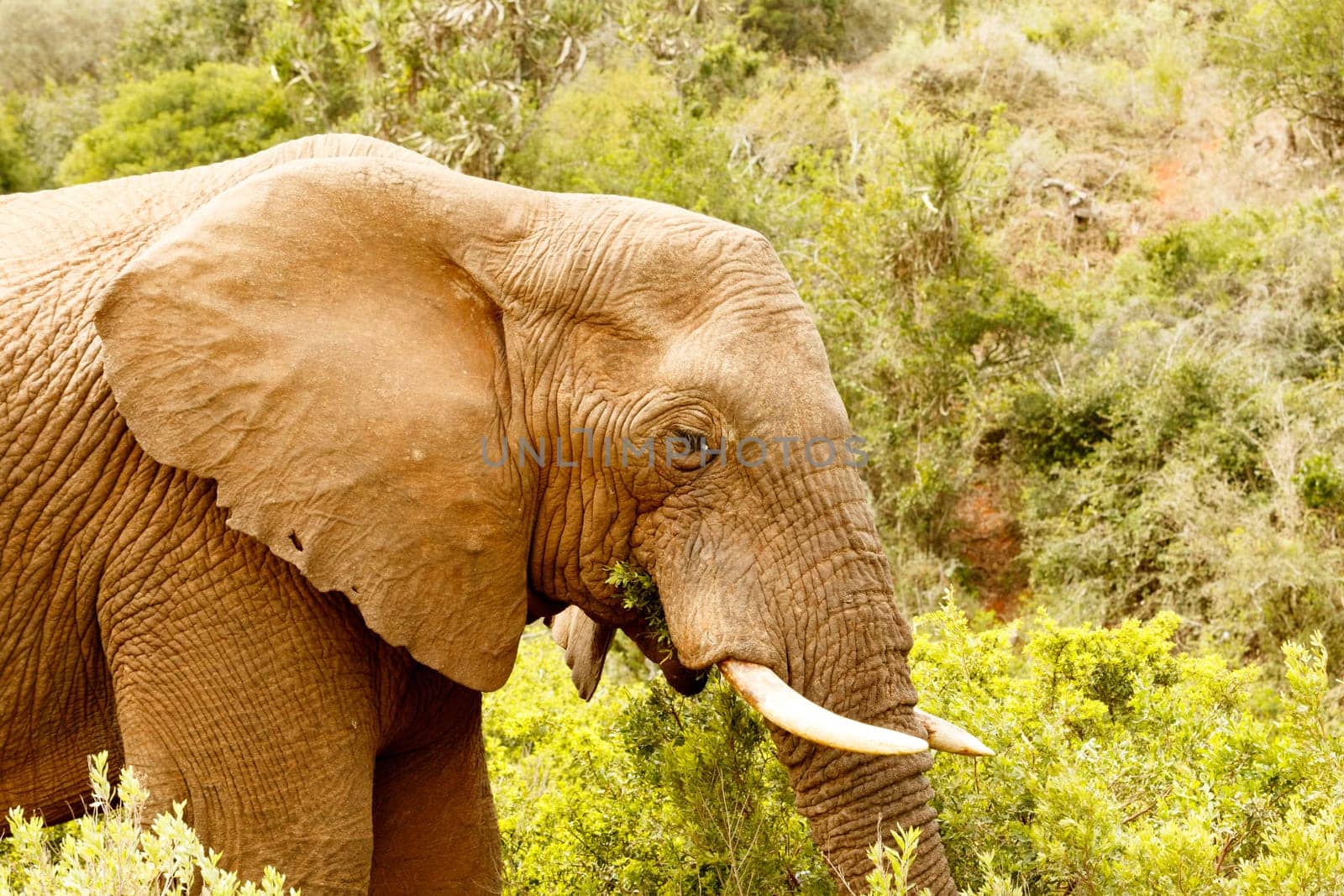 Close up of a Bush Elephant standing and eating grass in the bushes.