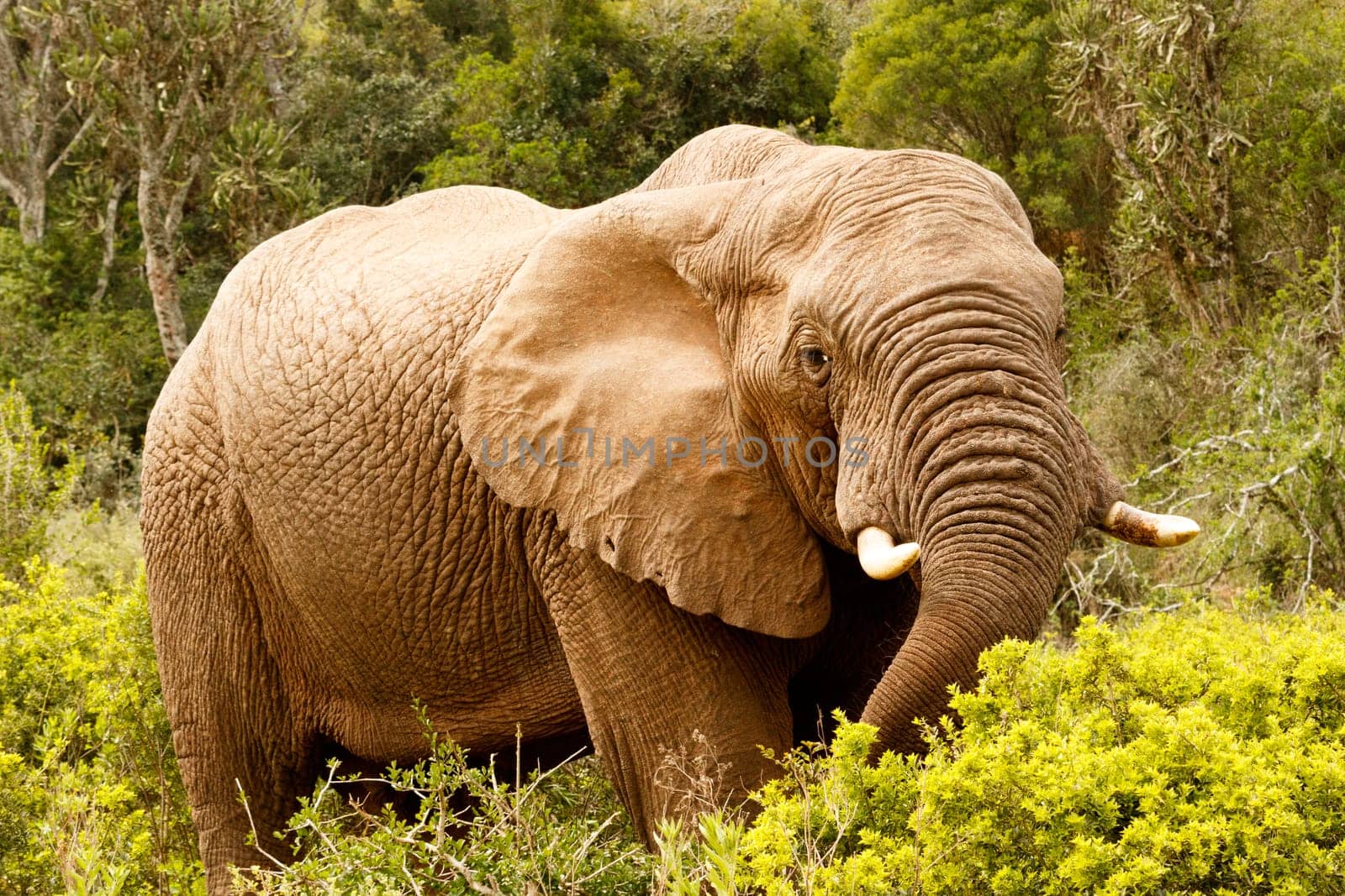Elephant stretching down for a branch with his trunk.