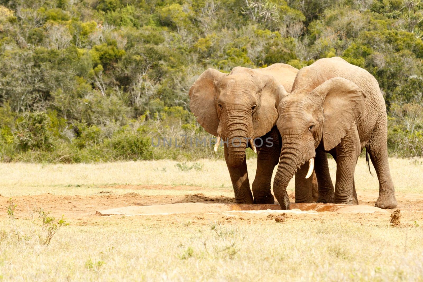 Two love birds elephants drinking together at the watering hole.