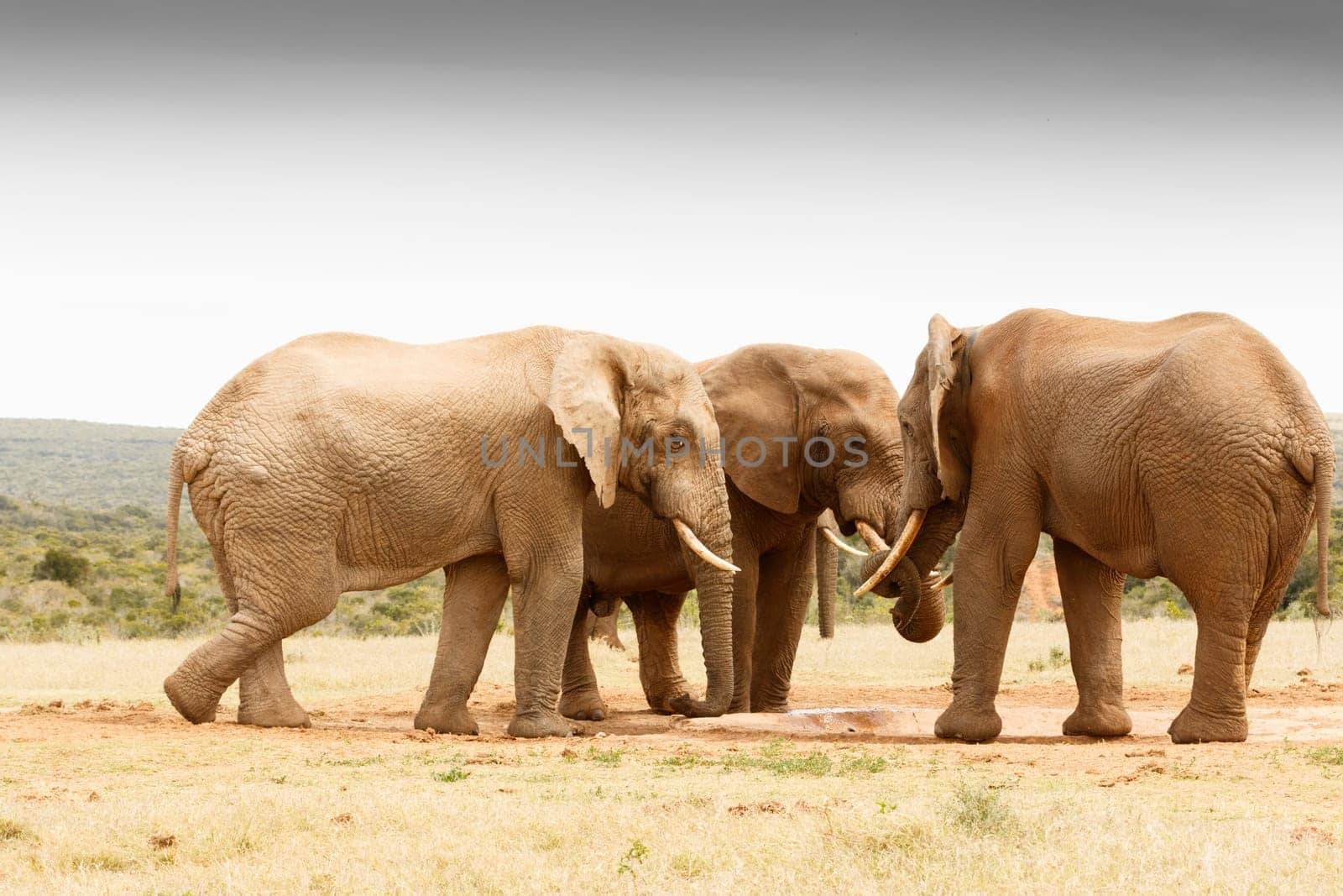 The secret gathering of the African Bush Elephant at the watering hole.