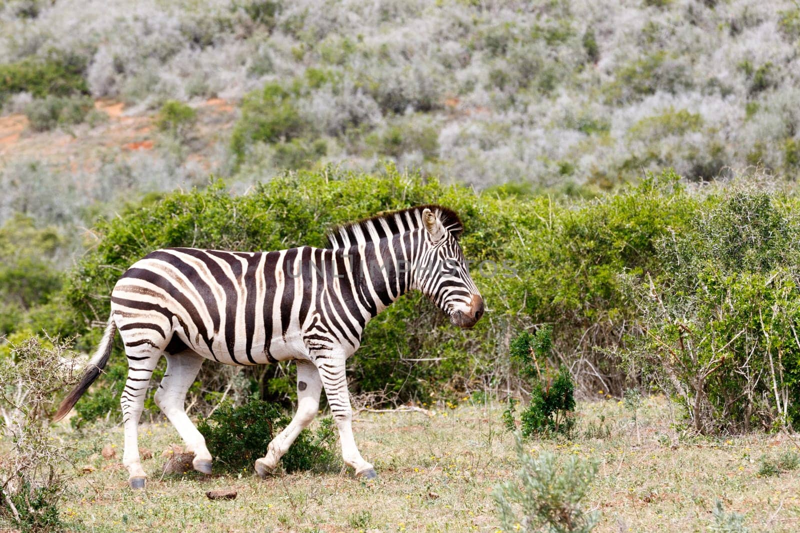 Zebra walking away from the tribe with his head down and very upset.