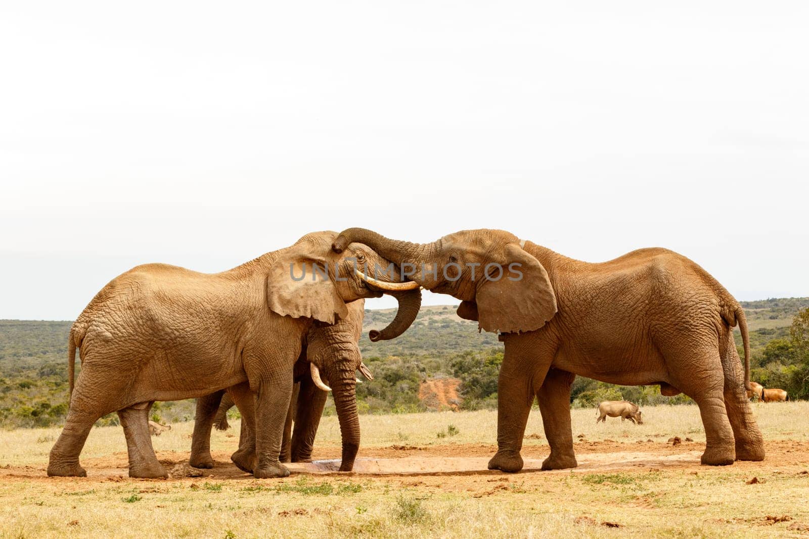 Bush Elephants standing playing with their trunks in the field.