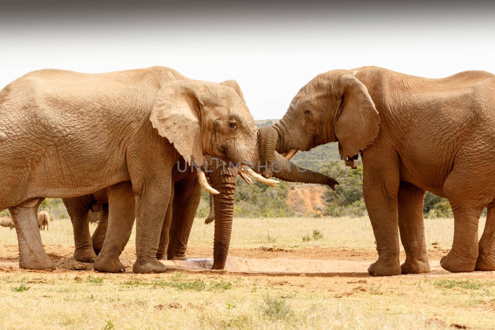 Bush Elephants standing with their trunk twisted.