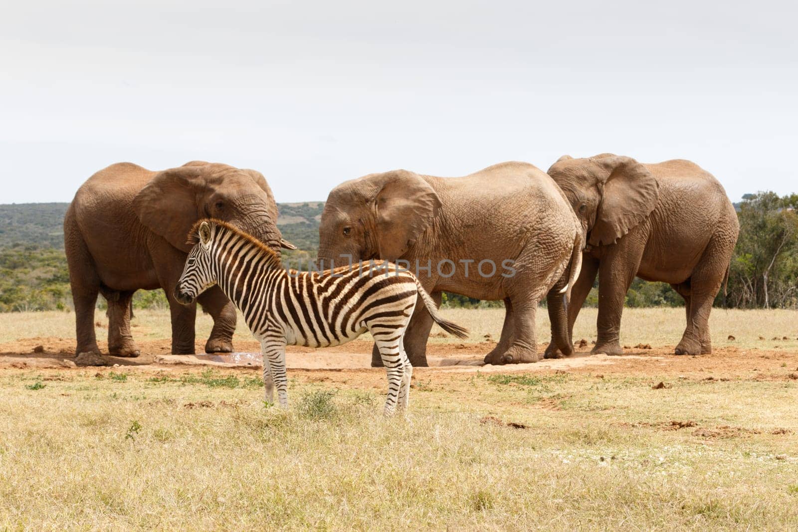 Zebra standing and waiting his turn at the watering hole.