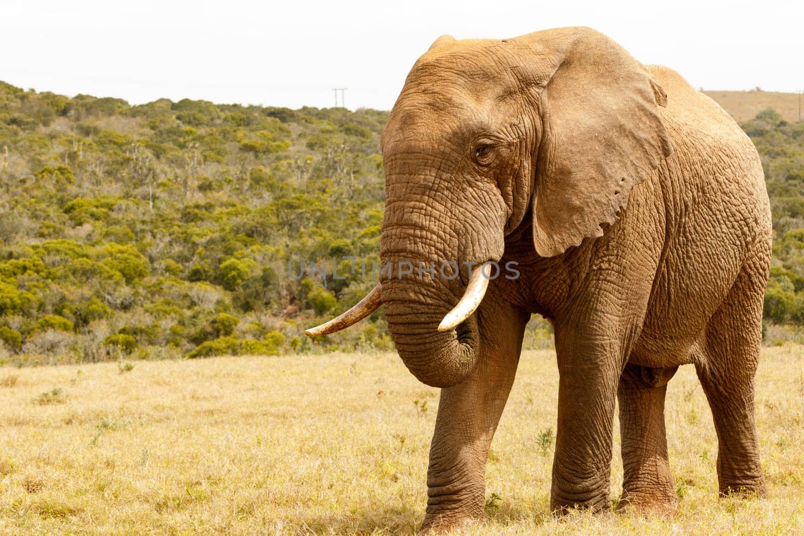 Elephant standing proudly looking at you in the field.