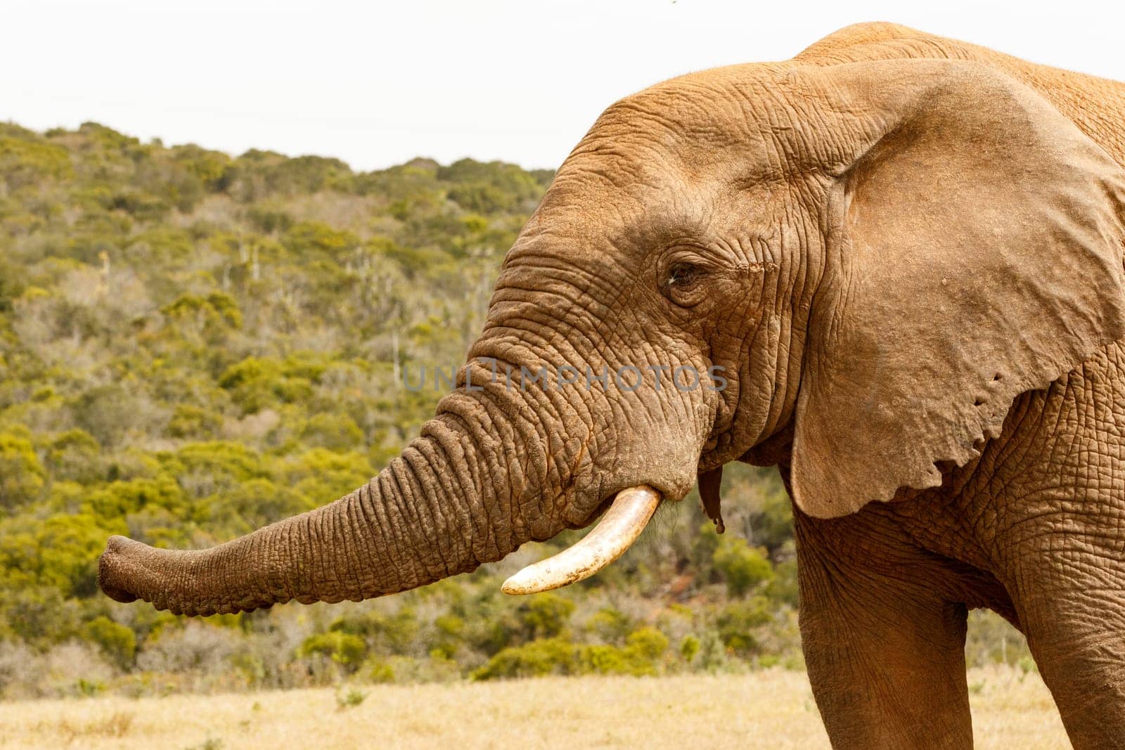Elephant trumpet lifted up and sniffing the air.