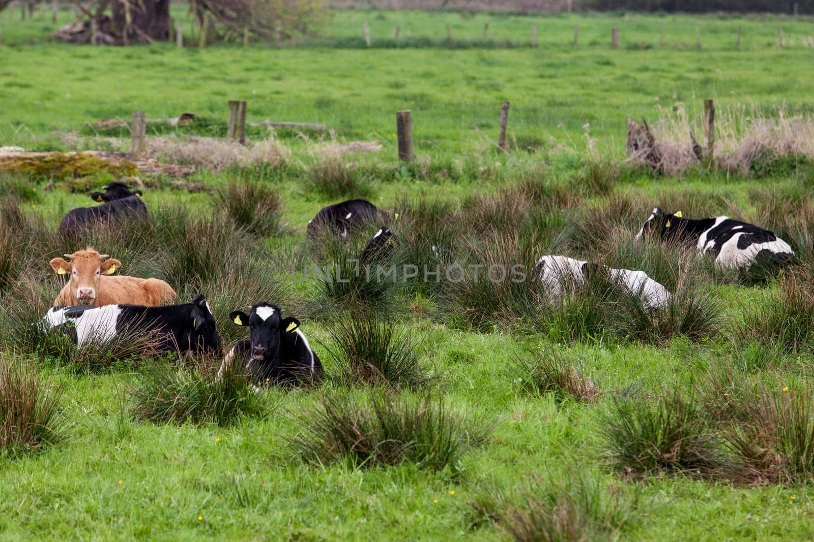Cows on a green field.