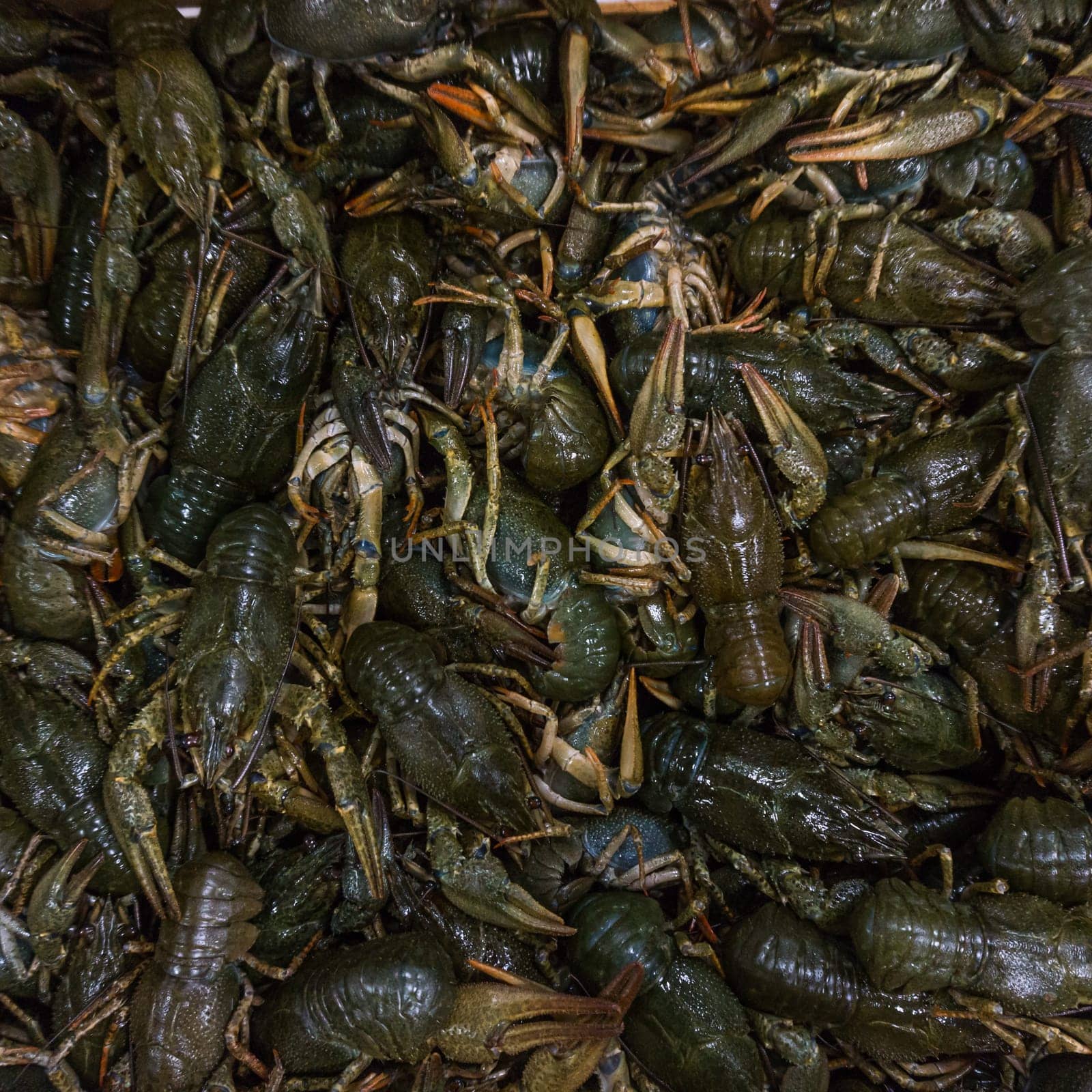 Live crayfish.  fresh crayfish